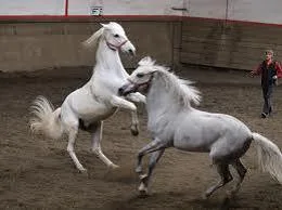 Chevaux_blancs