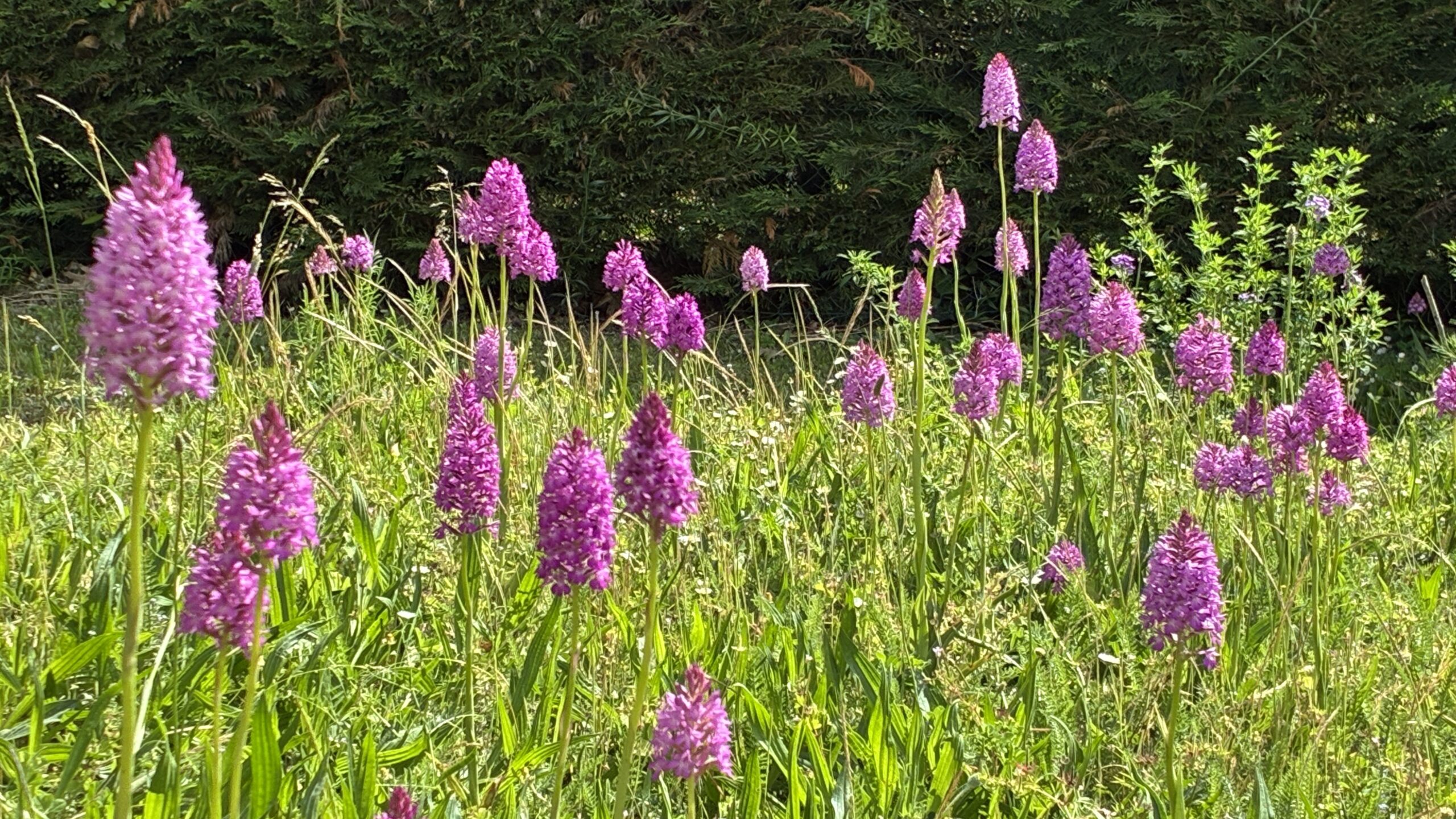 L&rsquo;époque des orchidées