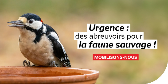 Abreuvoir pour la faune sauvage